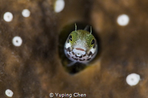 Hi, little guy./Blenny/Grand Cayman,Canon 5D MarkIII,100m... by Yuping Chen 